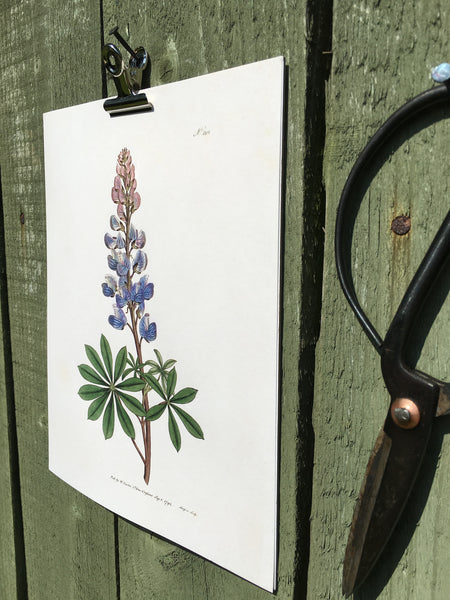 Blue Lupin Botanical Print Artisan Made