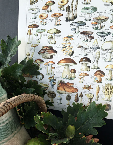 Artisan mushroom print.  