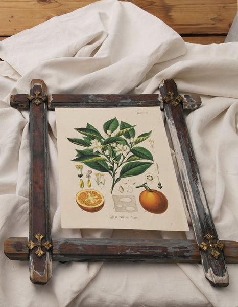 Orange Fruit Botanical Print Artisan Made